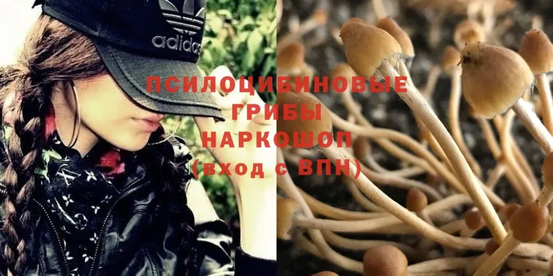 цены наркотик  Никольское  Псилоцибиновые грибы MAGIC MUSHROOMS 